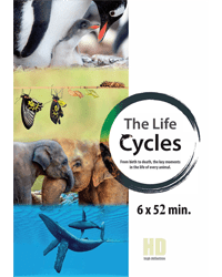 rfr_life cycles_tr